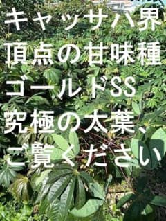 25本前後◆世界一,太葉種=ゴールデン・キャッサバ◆挿し木枝＝60サイズ箱に満杯 25本前後◇世界一の超太葉種=ゴールデン・キャッサバ◇挿し木枝＝60