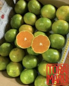 愛媛県産　極早生みかん　コンパクト便　お試し　柑橘　おすすめ　ミカン　旬な果物のサムネイル