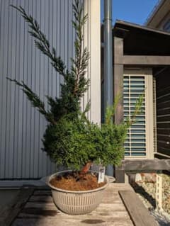 盆栽素材 真柏6 成長中♥ - メルカリ