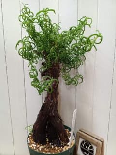 H051 超希少種発根済み メストクレマ ツベローサム 養生株 - メルカリ