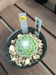 多肉植物センペルビウム【大巻絹】抜き苗のサムネイル
