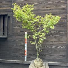 イロハモミジ/本株立ち【現品発送】管理80368 - メルカリ