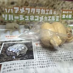 アメフクラガエル　ガチャのサムネイル