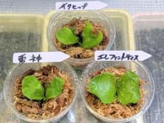 ビカクシダ 3種セット - メルカリ