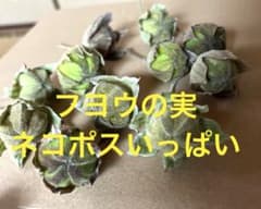 フヨウ 芙蓉 青い実 ドライフラワー スワッグ リース 花材 - メルカリ