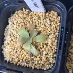 Pinguicula 華調 食虫植物 観葉植物のサムネイル