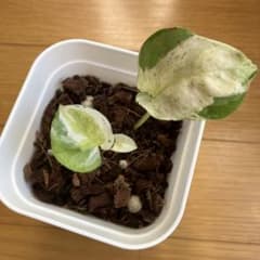 ポトス グローバル  希少生産終了株のサムネイル