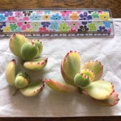 専用☆熊童子錦大小3カットのサムネイル