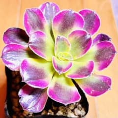 Succulent plant Medusa (Korean seedling, bare root, c1)