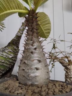 バロニー　実生　6年6カ月　むっちり　パキポディウム 厳選　グラキリス　パキプス バロニー 実生 6年6カ月 むっちり パキポディウム 厳選 グラキリス