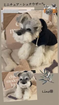 ꕥ羊毛フェルト ੯‧̀͡⬮ミニチュア・シュナウザー - メルカリ