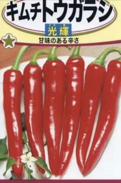 キムチ唐辛子の種(30粒)のサムネイル