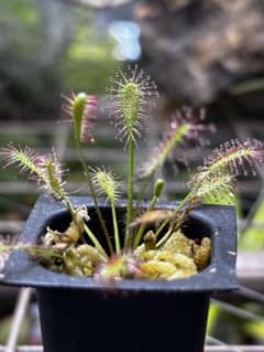 D.anglica × intermedia【食虫植物・モウセンゴケ】のサムネイル