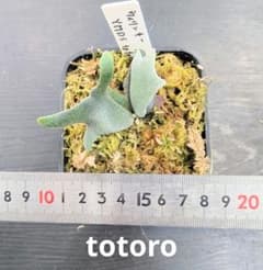 ビカクシダ、ウィリンキー YMDS totoro苗A - メルカリ