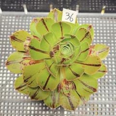 36#アエオニウム錦❤️グリ一ンファイア一錦❤️碧火❤1大頭4小頭13cm