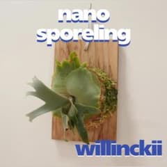 ビカクシダ willinckii nano ウィリンキー ドワーフ N-17 - メルカリ