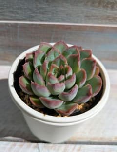 （メキシコプリドニス×シムランスライオネス）×霜椿☆③☆実生苗☆交配苗☆多肉植物のサムネイル