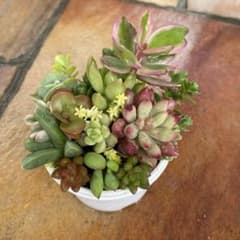 ＊多肉植物寄せ植え ＊鉢サイズ-約￼ 6.5㎝＊鉢ごと発送＊のサムネイル