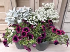 寄せ植え花 カリブラコア ドラキュラ PW シックカラー 花苗セット 現品限りのサムネイル