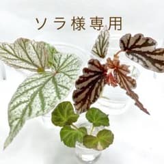 ソラ様確認用ページ／ベゴニアセットのサムネイル