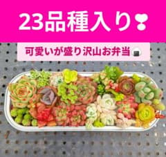 かわいが盛り沢山の多肉ちゃんお弁当のサムネイル