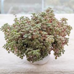 多肉植物 クラッスラ ブロウメアナ 抜き苗のサムネイル