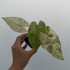 〈美斑〉アロカシアオドラバリエガータ 02のサムネイル
