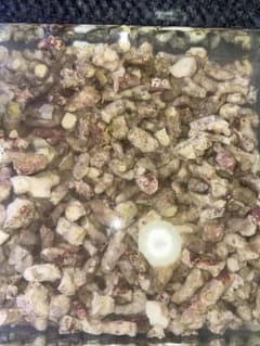 ライブろ材 海水用 3kgのサムネイル
