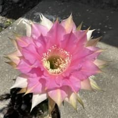 花サボテンのカキコ 1つ - メルカリ