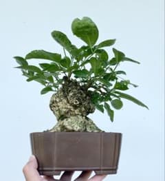 白木盆栽園　白実　マユミ　盆栽　樹高20センチ　楓カエデ紅葉モミジ欅実物観葉植物 白木盆栽園 白実 マユミ 盆栽 樹高20センチ 楓カエデ紅葉モミジ