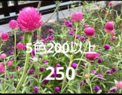 千日紅種　5色セット　200粒以上のサムネイル