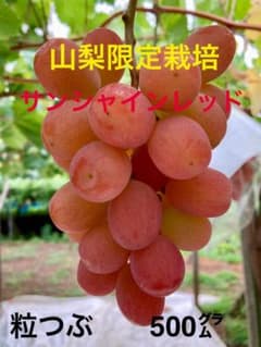 サンシャインレッド 500㌘粒つぶ山梨限定栽培のサムネイル