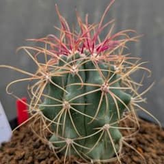 フェロカクタス　刈穂玉　赤棘　サボテン y-bonsai_s11858v