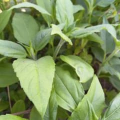 菊芋苗10本＋α　入るだけ詰め込みます　即日配送のサムネイル