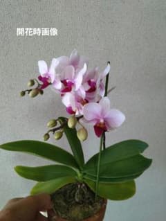 胡蝶蘭　ピンク色に紫リップ 胴切りした上部分のサムネイル