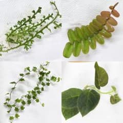 パルダリウム植物4種のサムネイル