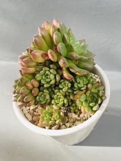 多肉植物 エケベリア 寄せ植え 鉢付きのサムネイル