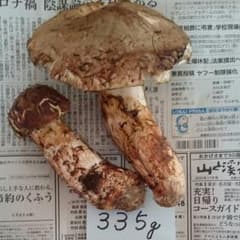 松茸のサムネイル
