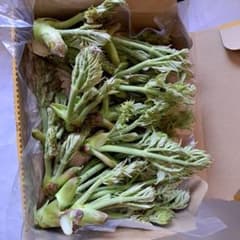 タラの芽(12本、300g強)のサムネイル
