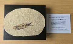 古代魚の化石 グリーンリバー層の魚化石 - メルカリ