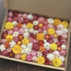 花No.081 ヘリクリサム ドライフラワー ミックス系 訳ありのサムネイル