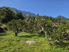 屋久島　タンカン　自然栽培のサムネイル