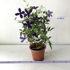 ☆塩原花園☆新品種☆ザクロ 超レア☆4.5号鉢☆4月末〜発送☆ | Buyee