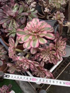 アエオニウム 希少錦苗‼️超美人苗 糖心ライチ 抜き苗 群生苗 | Shop