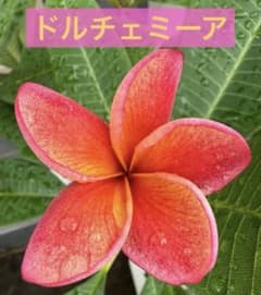 レア プルメリア ドルチェミーア カルス有り☆ジャングルジャックス