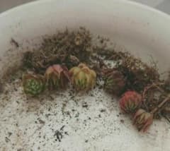 センペルビウムちびちび小苗セットのサムネイル