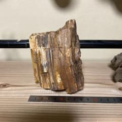 木化石　熱帯魚　レイアウトのサムネイル