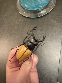 野外品‼️モウホツヤクワガタ亜種エレガンス ♂71mm 標本のサムネイル