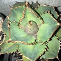 オアハカ　OAXACA 2世のサムネイル