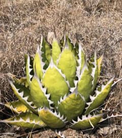 アガベ Agave sp. Green Bullのサムネイル